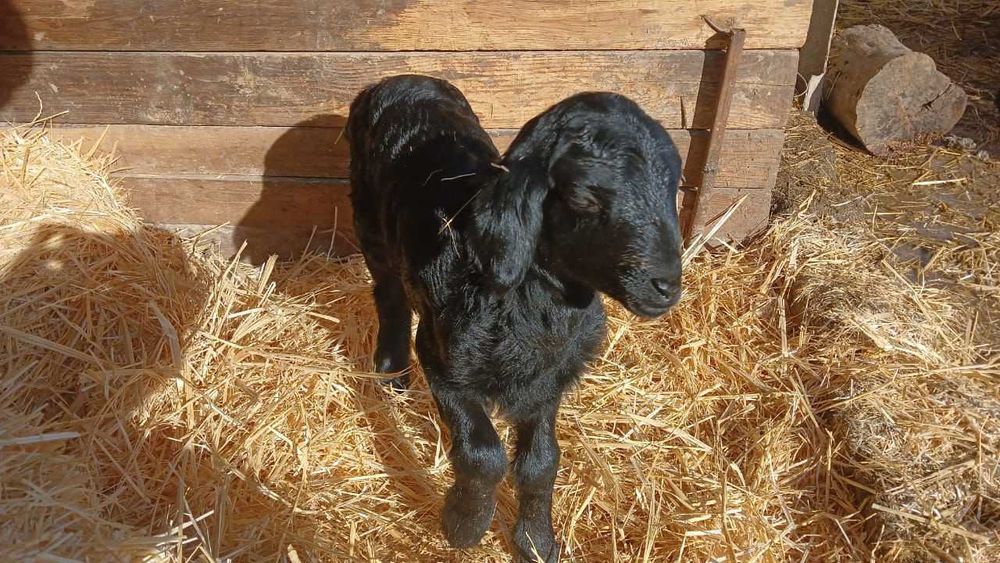 Кой бар адеми пародисты