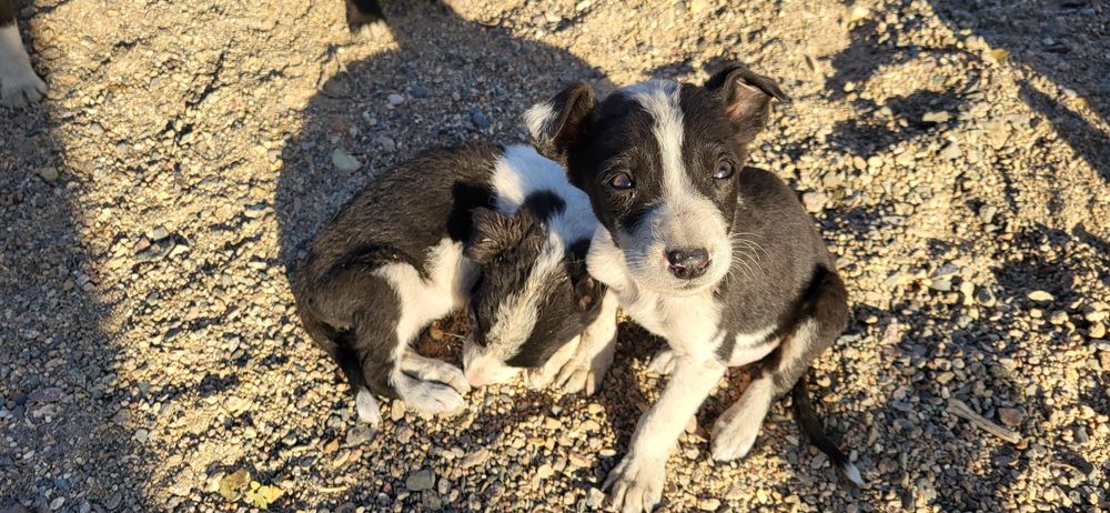 Отдам щенят в добрые руки