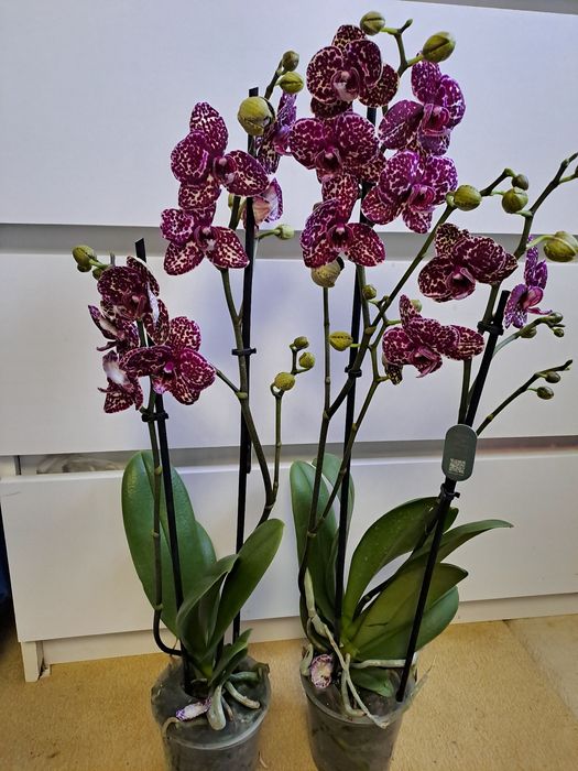 Орхидея дикий кот