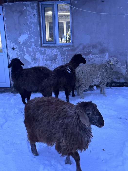 Тоқтылар сатылады 4бас