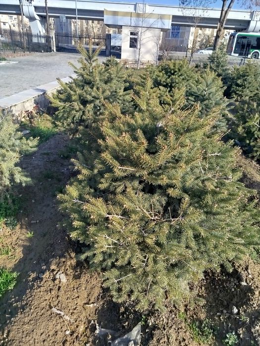 Продаются серебристоголубые ели прямо на ТКАД от