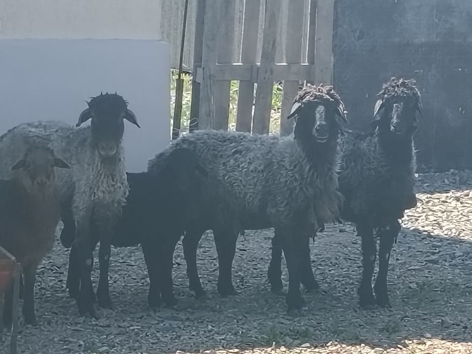 2 кой 3 козы сатылад