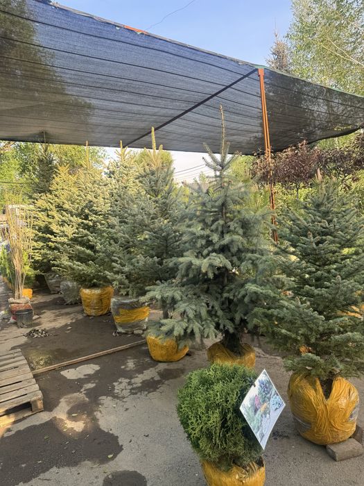 Голубые Ели, Туи Смарагд