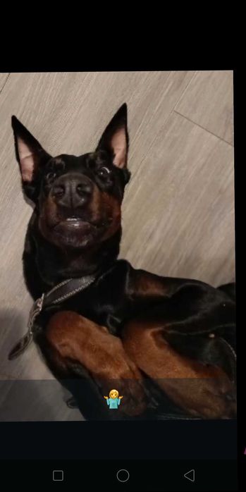 Доберман, 1,5 года