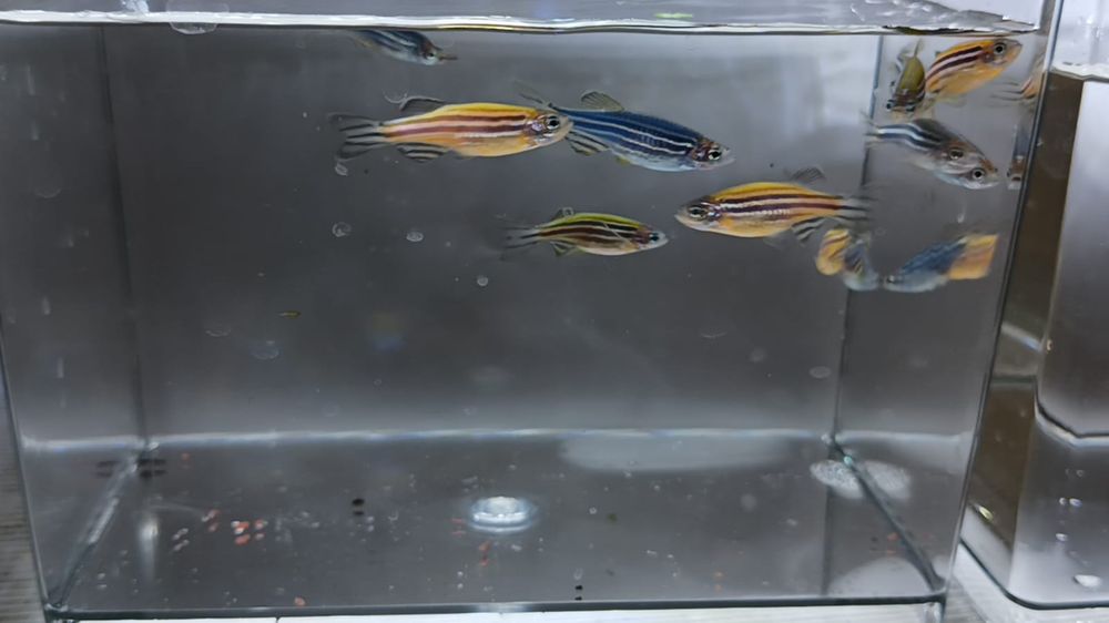 Данио разноцветные