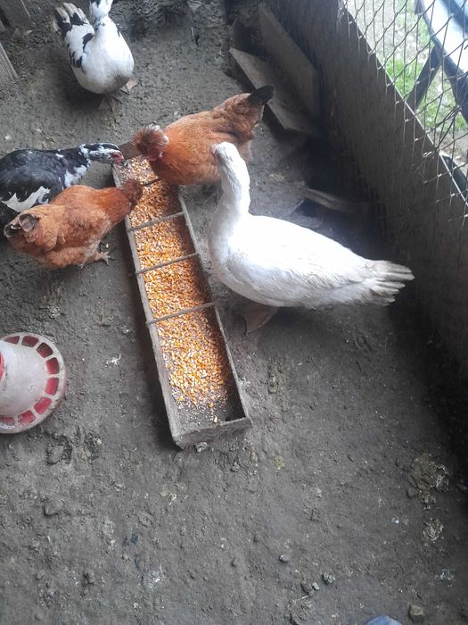 Vand rate sau schimb cu gaini