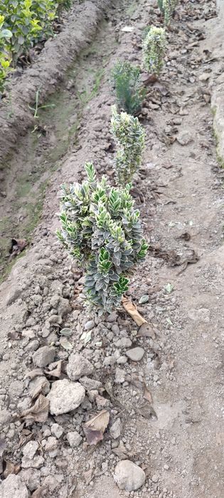 Gullar Shamshod bravo eron, шамшод, браво