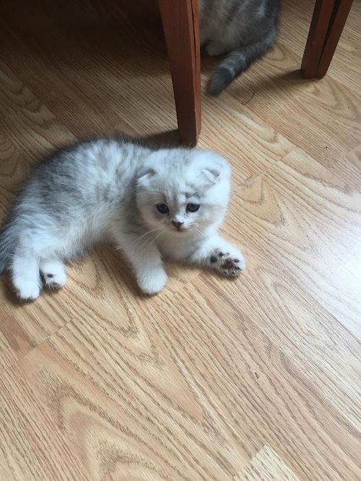 Котята шиншилла серебро