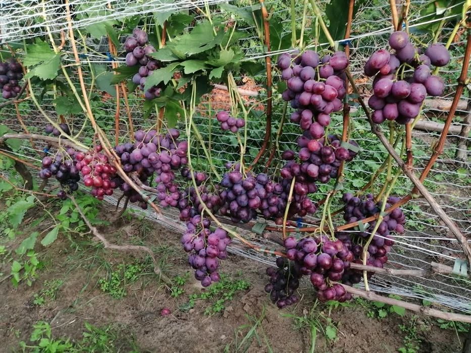 Podarok Nesvetaia vita de vie