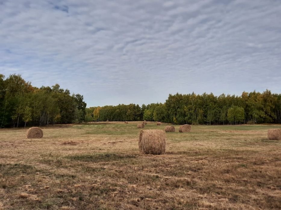 Cенокосы 1450 гектаров в аренду