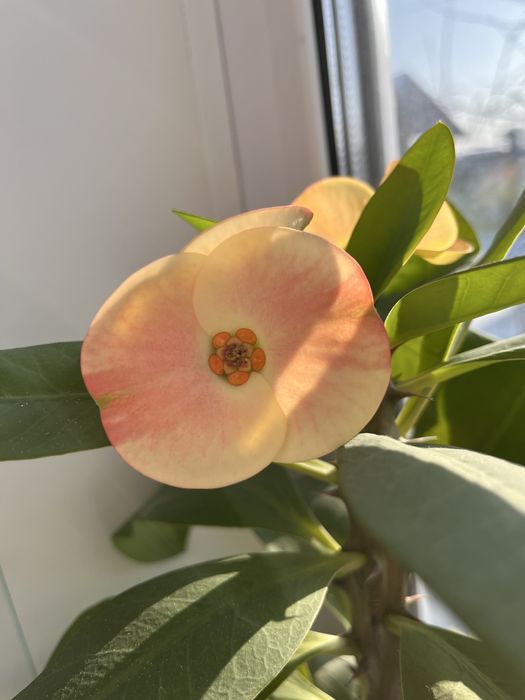 Продам не дорого