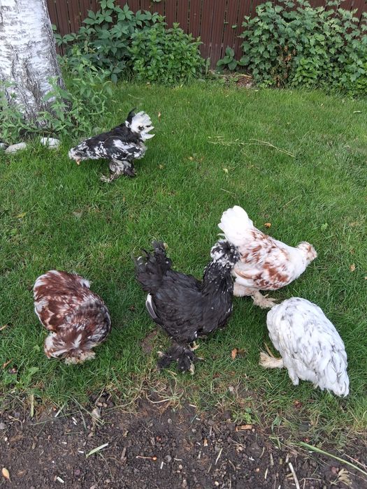 Curci,curcani,cocosi albi,gaini Australalop/Motate olandeze