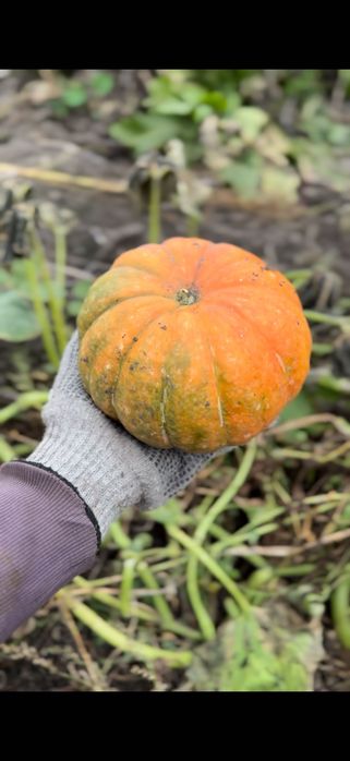 Продажа тыквы урожай лета