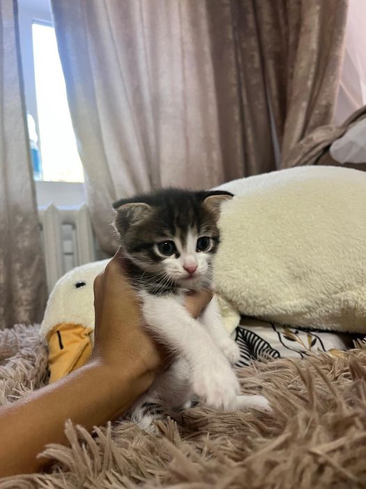 Отдам котят в хорошие руки