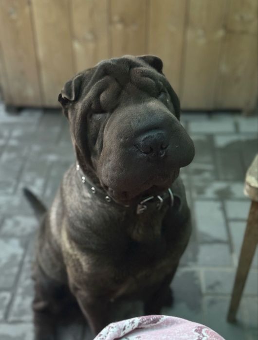 Пропала собака ,сообщите если видели