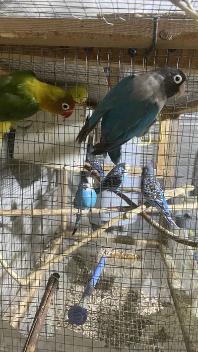 Maska+fisher papugay