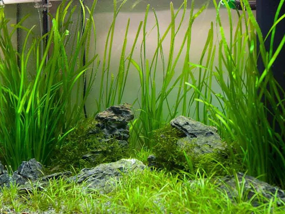 Продам валиснерию.