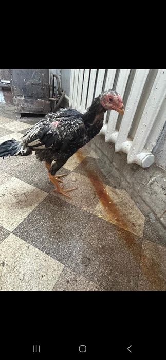 Продам дакан чистый