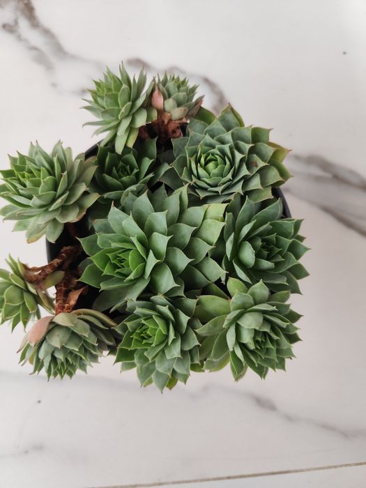 2 ghivece cu Sempervivum