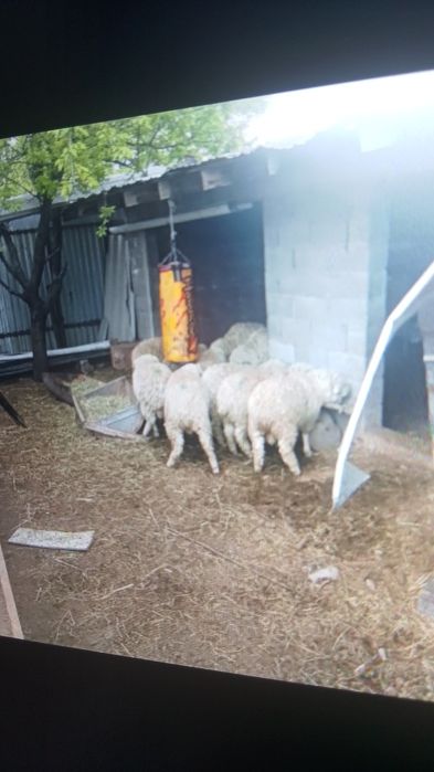 Коилар сатылады семиз кошкар