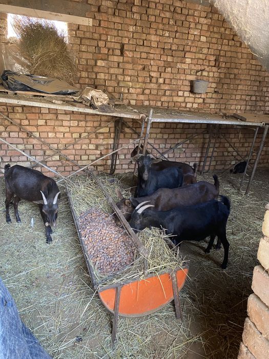 Зотли эчки мурсияна