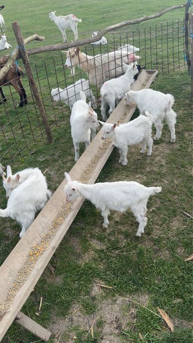 Vand ieduți pentru sacrificat de paște