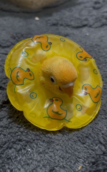 Неразлучник опалайн,ручной попугай