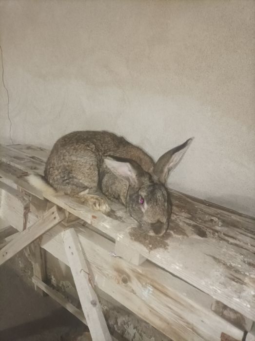 Quyonlar sotiladi bugoziyam samesiyam bor