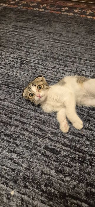 Вислоухая кошечка