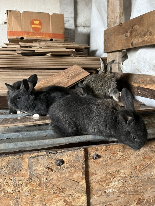 Femela urias german cu pui