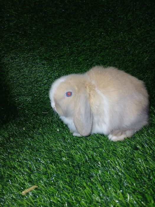 Quyonchalar. Dekaratif quyonlar