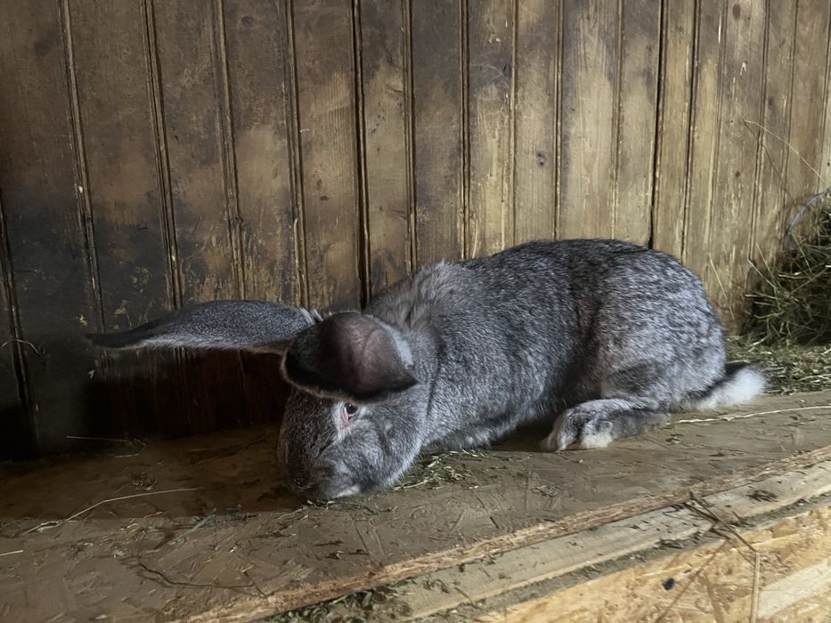 Pereche Urias German Chinchilla 6 luni
