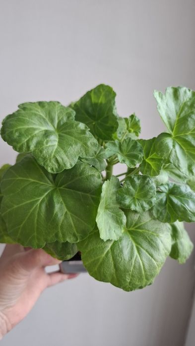 Молодая сортовая герань