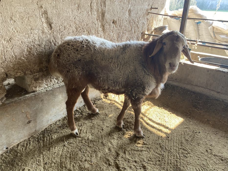 Qo’chqor sotiladi Navoi shaxrida