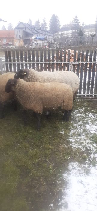 Vând berbeci suffolk