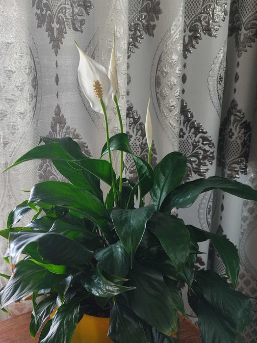 Комнатные  цветы