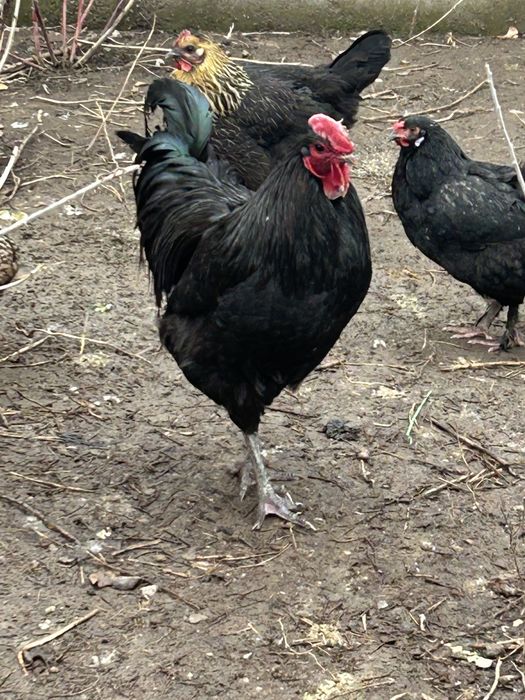 Продам джерсийский гигант