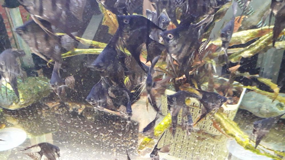 Скалярии "черный мрамор"