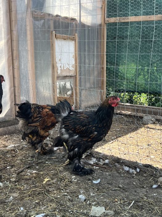 cocosi brahma gold
