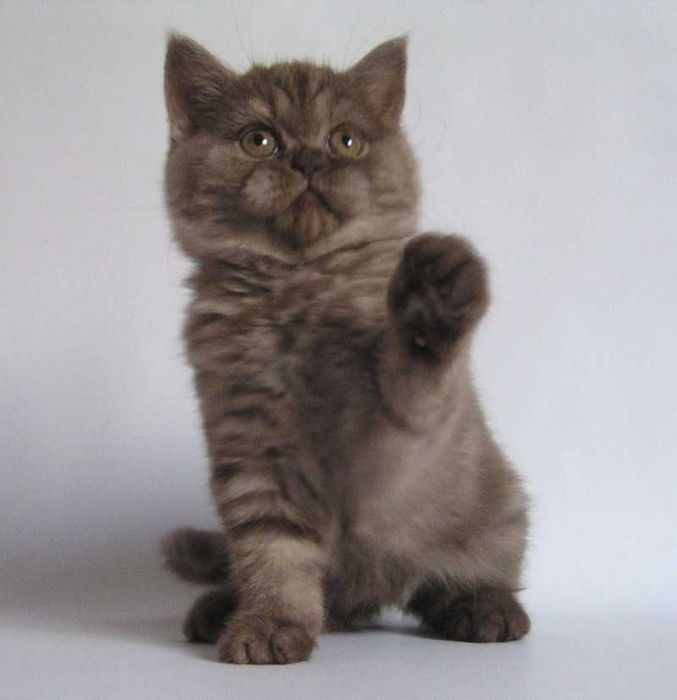 Шотландские котята