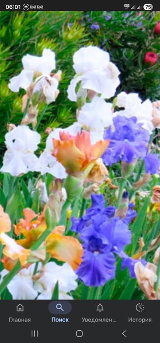 Цветы садовые разные