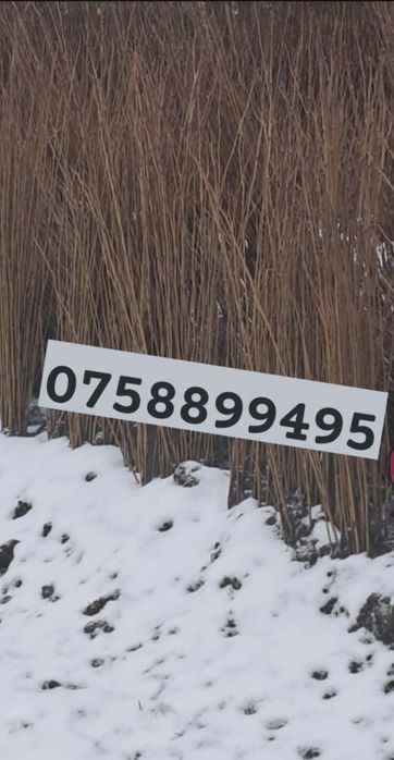 Puieți forestieri de salcâm și nu nuami