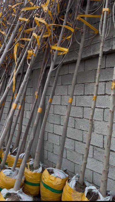 Чинор,Платан (Platanus orientalis)