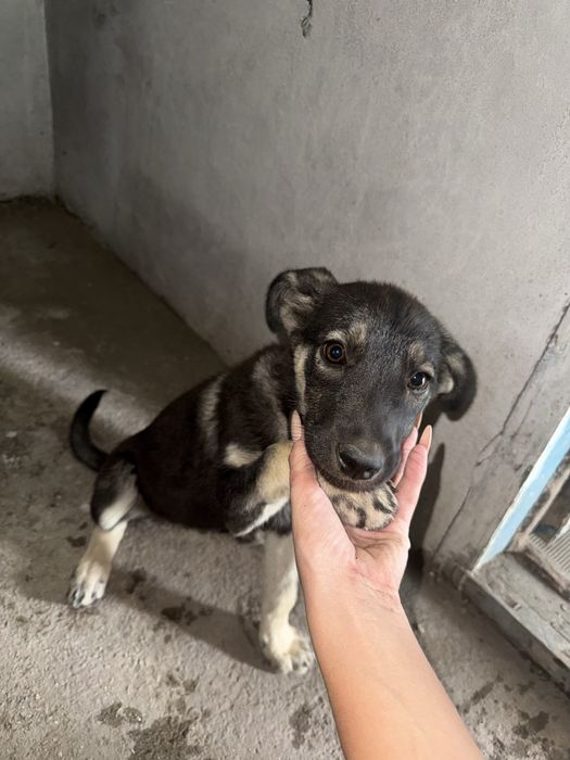 Щенки девочки дворняжки