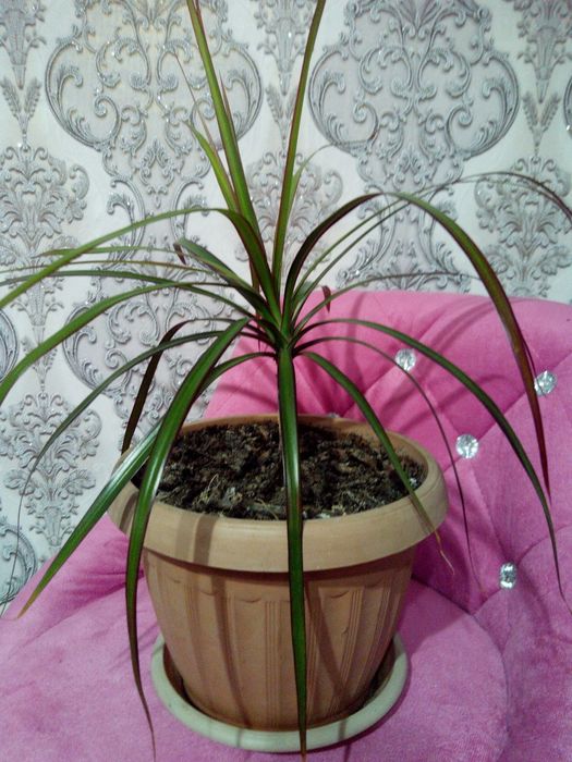 Продаю драцену комнатную.