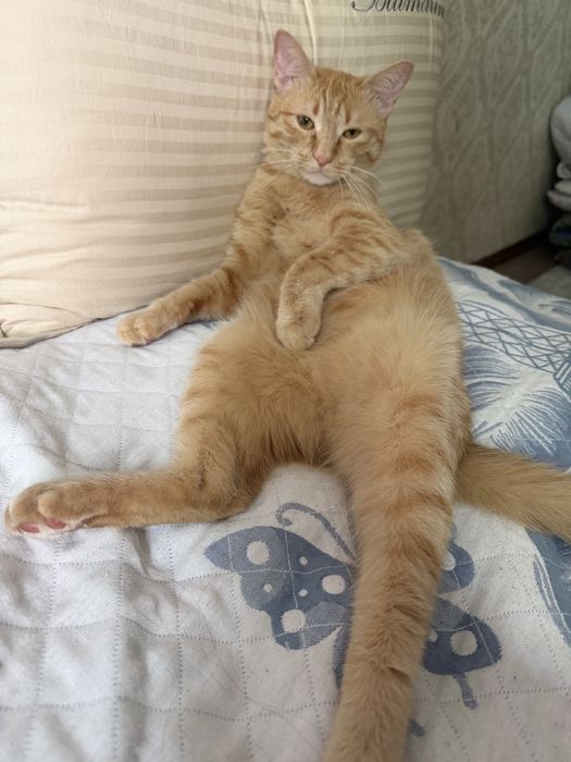 Отдам кота рыжего