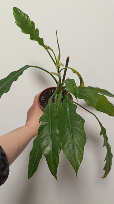 филодендрон джангл буги