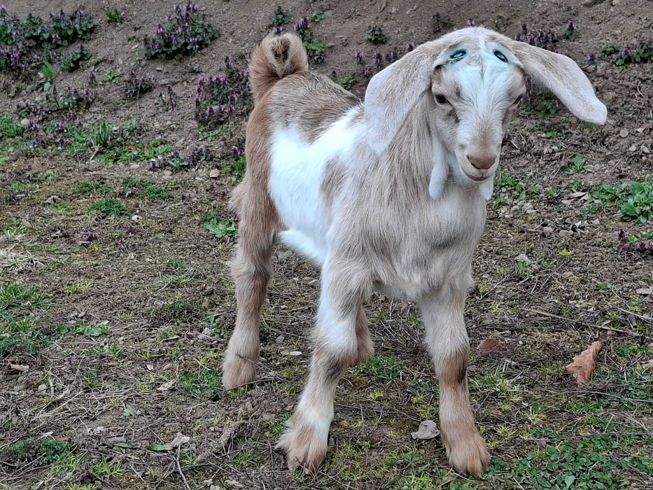 Iezi de vanzare,