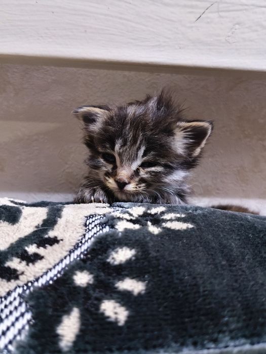 котики в хорошие руки