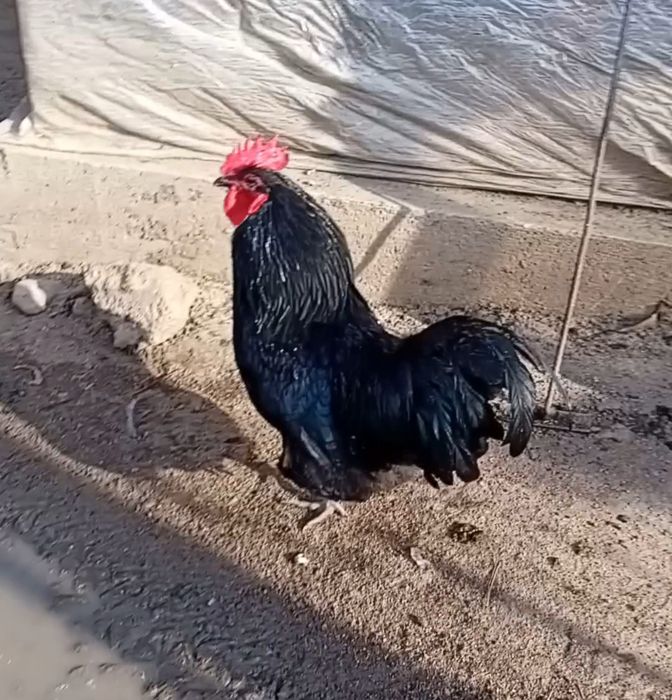 Pui de gaina  australorp